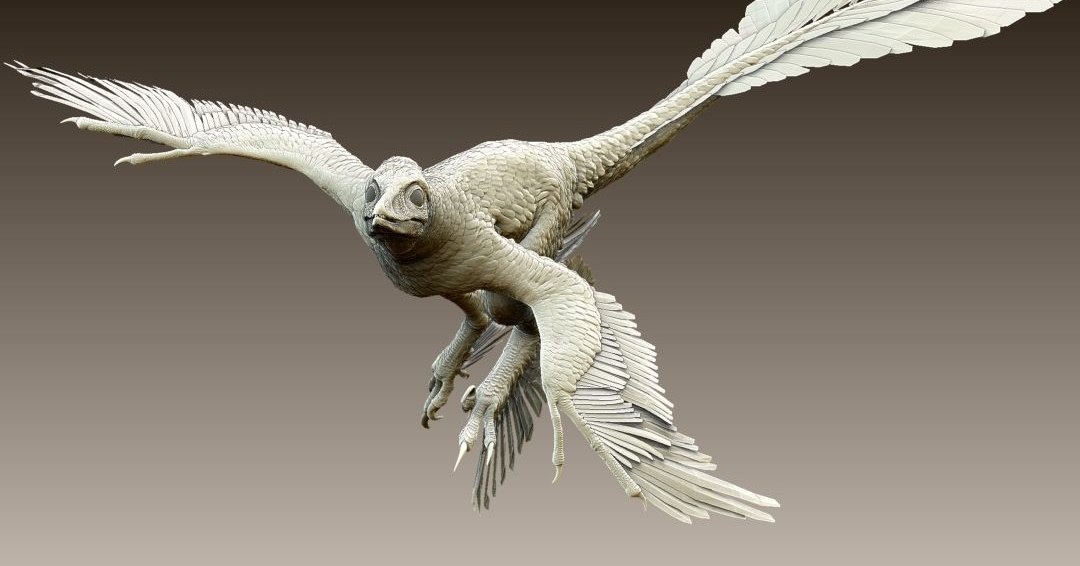 Пернатые динозавры научились летать раньше птиц