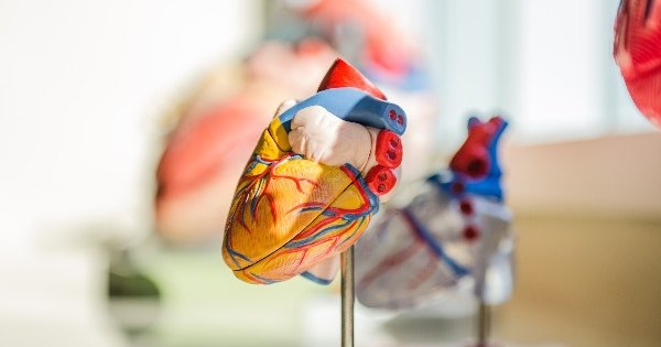 Патент недели: искусственная мышца для настоящего сердца