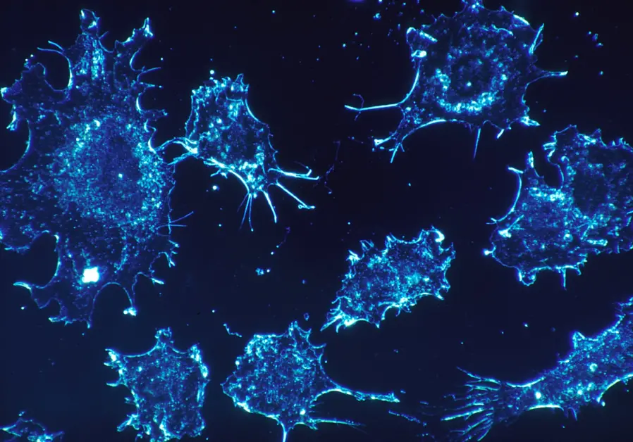 Израильские учёные разработали универсальное лечение против рака - 1