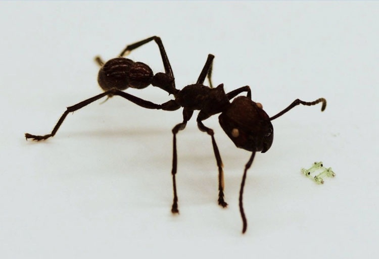Четвероногий робот-малютка размером с голову муравья бегает со скоростью 134 метра в час