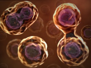 Борьба со старением: cенолитики и заместительная терапия стволовыми клетками - 1