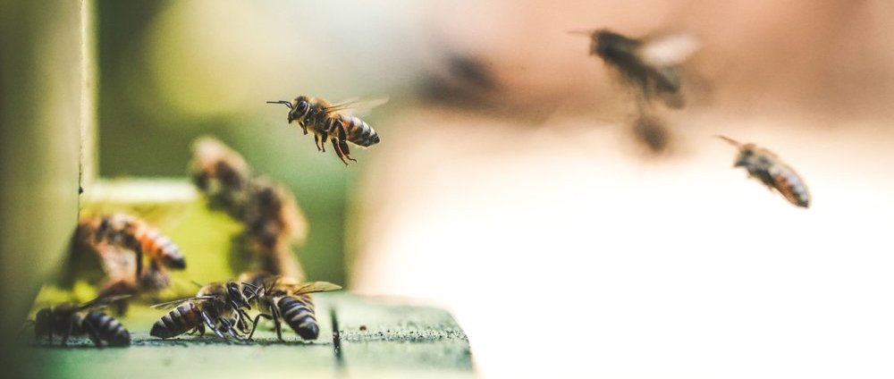 Медовая арифметика: сложение и вычитание в исполнении пчел - 1