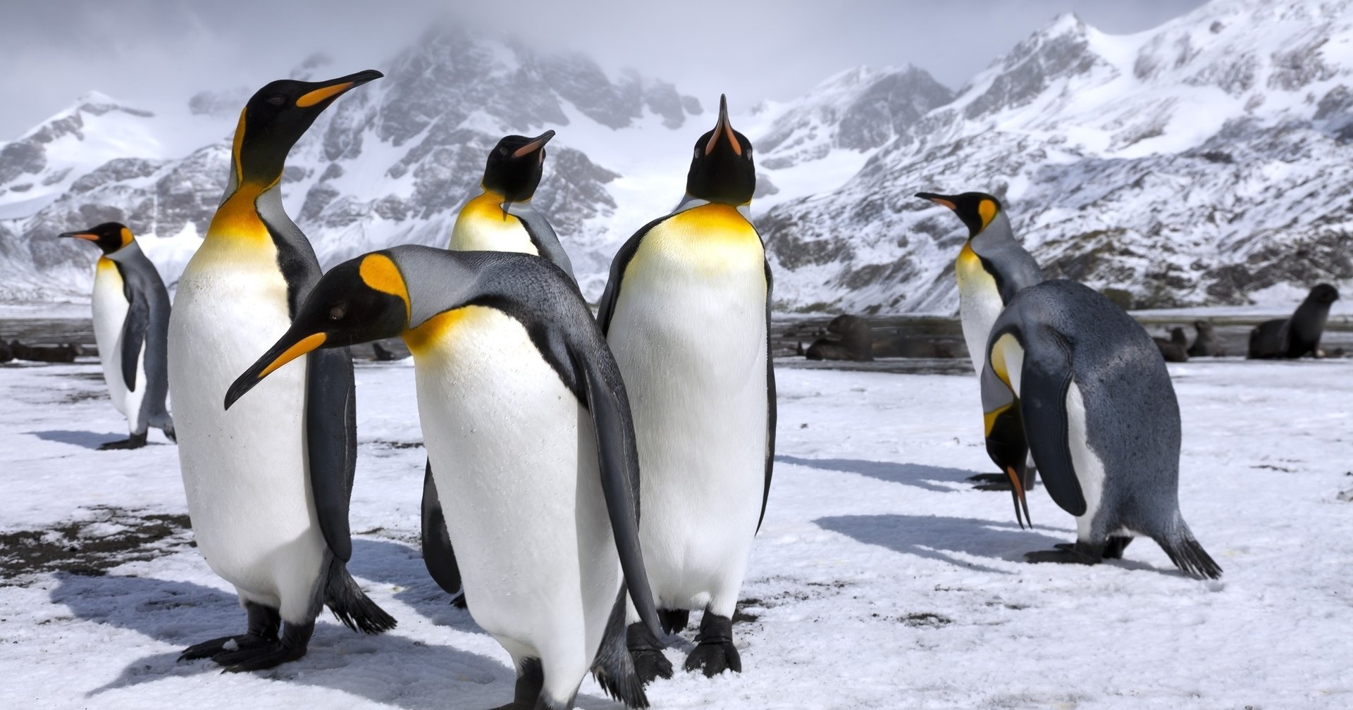 Видообразование у пингвинов оказалось связано с тектоникой