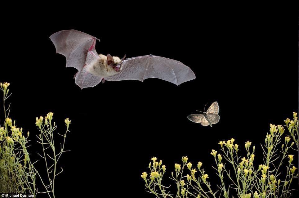 Звуковая диверсия: механизм генерации ультразвуковых щелчков у ночных мотыльков как защита от летучих мышей - 2
