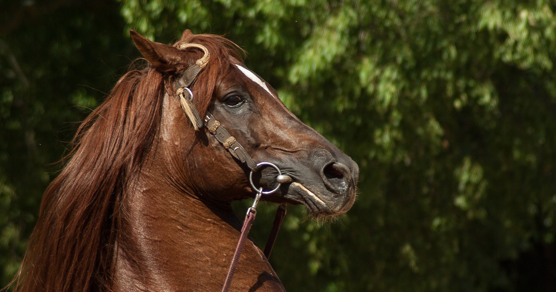 Почему лошади иногда задирают верхнюю губу и застывают в таком положении