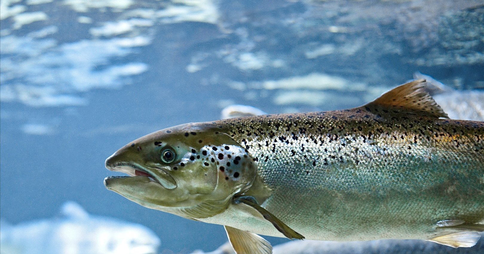 В США будет разрешен генномодифицированный лосось