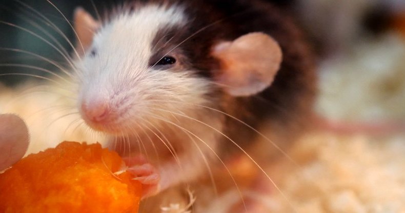 Ученые исцелили крыс от алкоголизма, поджарив их мозги лазером