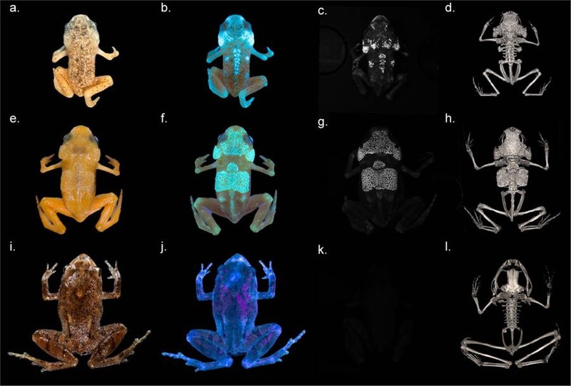 Обнаружены жабы со светящимся скелетом