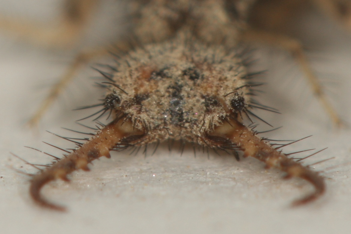 Фероподы не помогут: исследование и математическое моделирование ям-ловушек личинок муравьиных львов - 3