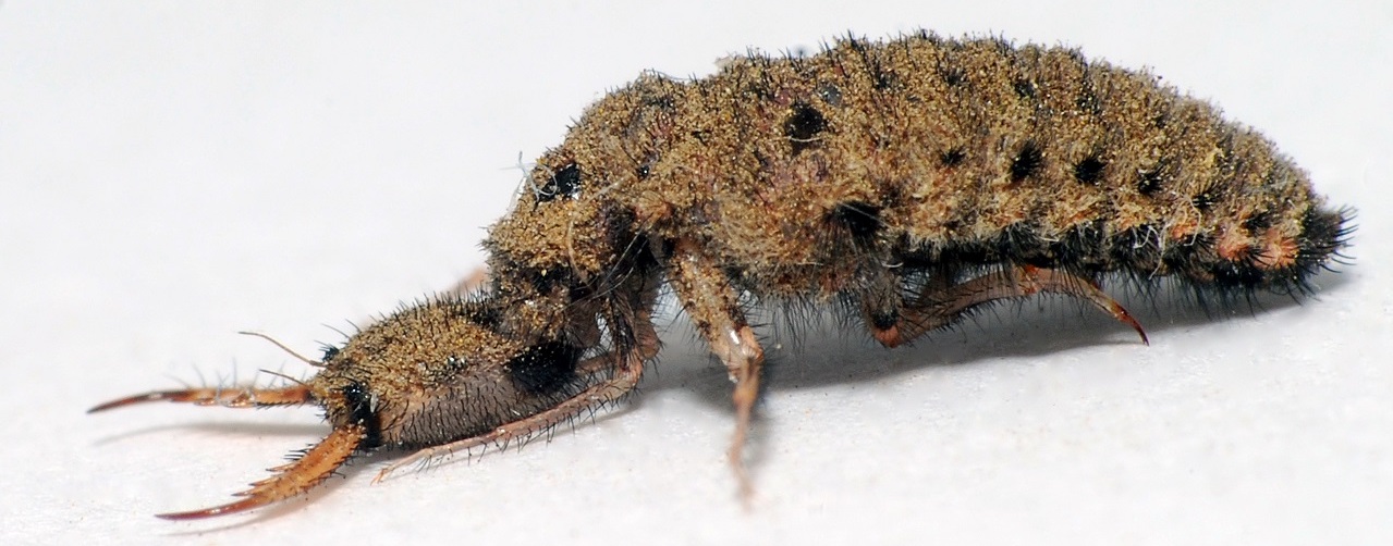 Фероподы не помогут: исследование и математическое моделирование ям-ловушек личинок муравьиных львов - 4