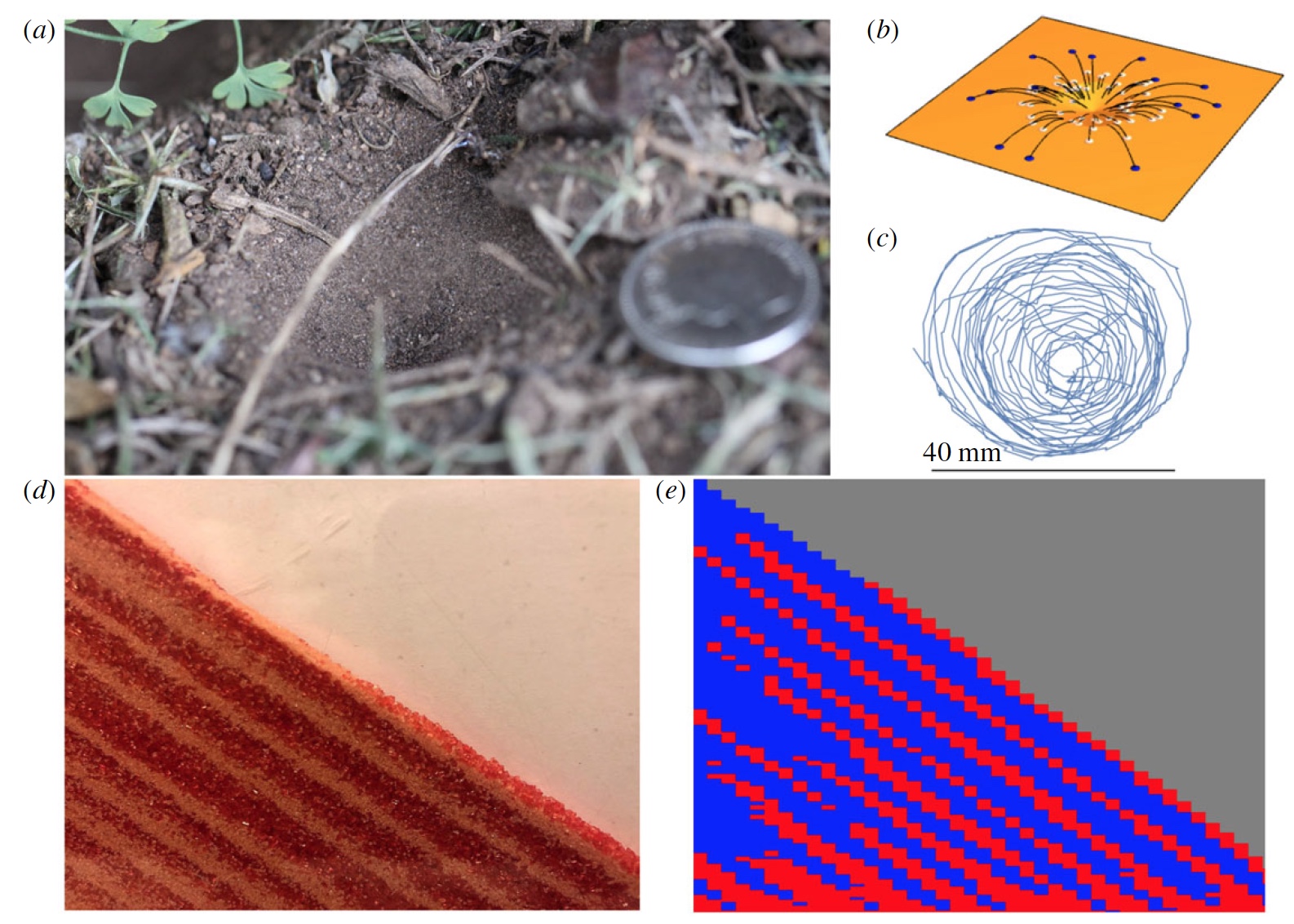 Фероподы не помогут: исследование и математическое моделирование ям-ловушек личинок муравьиных львов - 5
