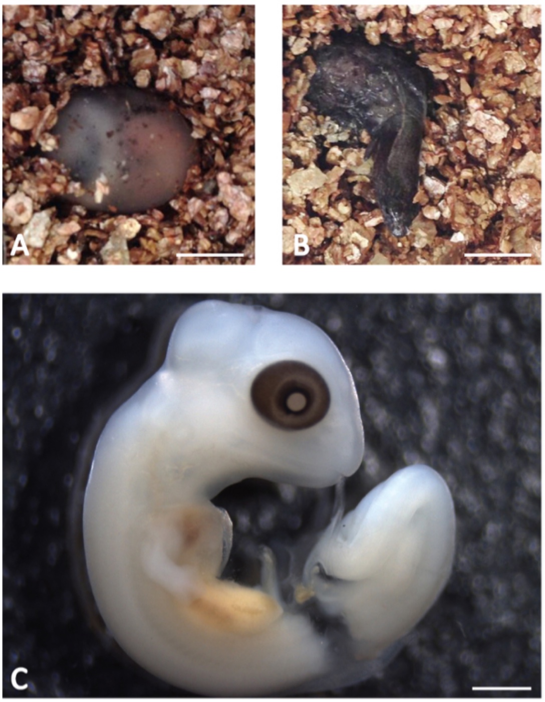 Непостоянство эволюции: живорождение и яйцекладка одновременно у ящериц вида Saiphos equalis - 5