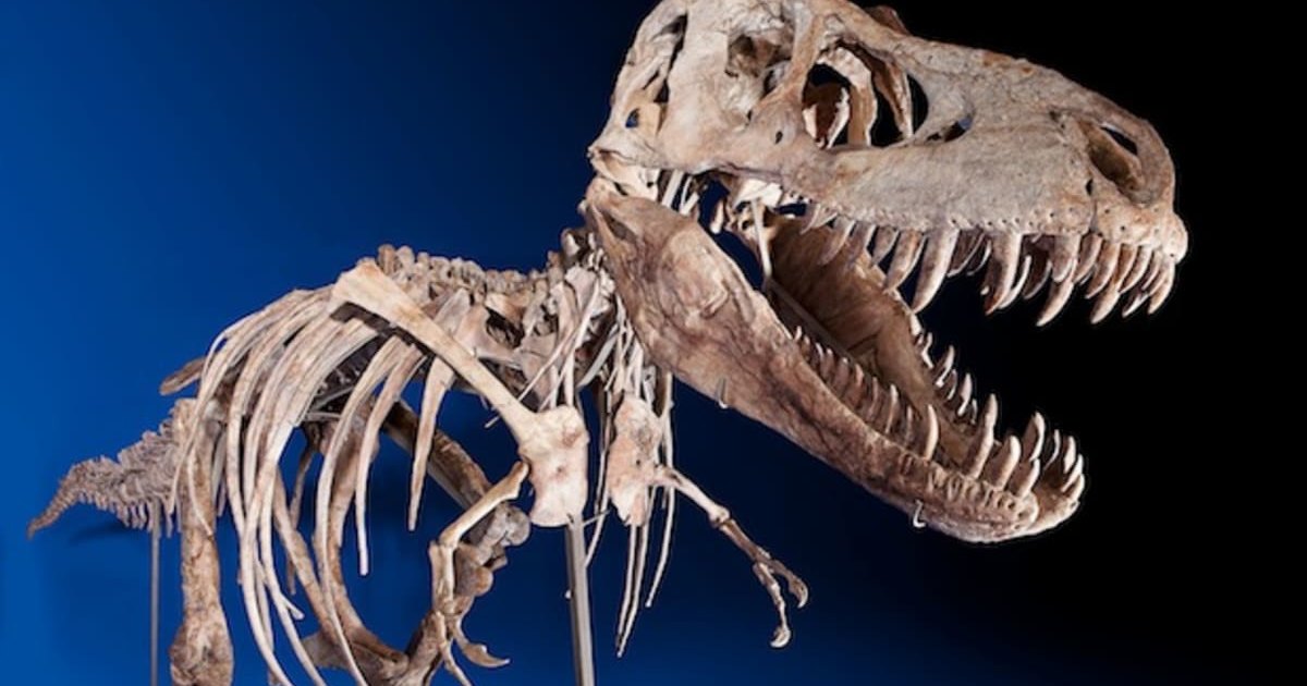 На eBay выставлен скелет детеныша тираннозавра