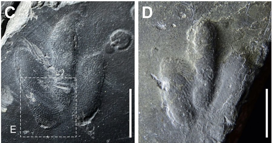 Найдены удивительно четкие отпечатки лап динозавров