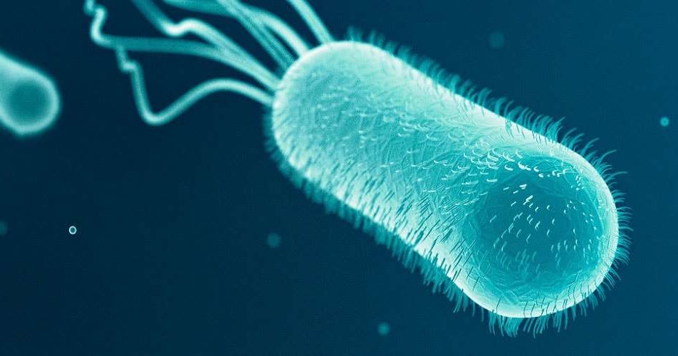 Генетически идентичные бактерии ведут себя по разному