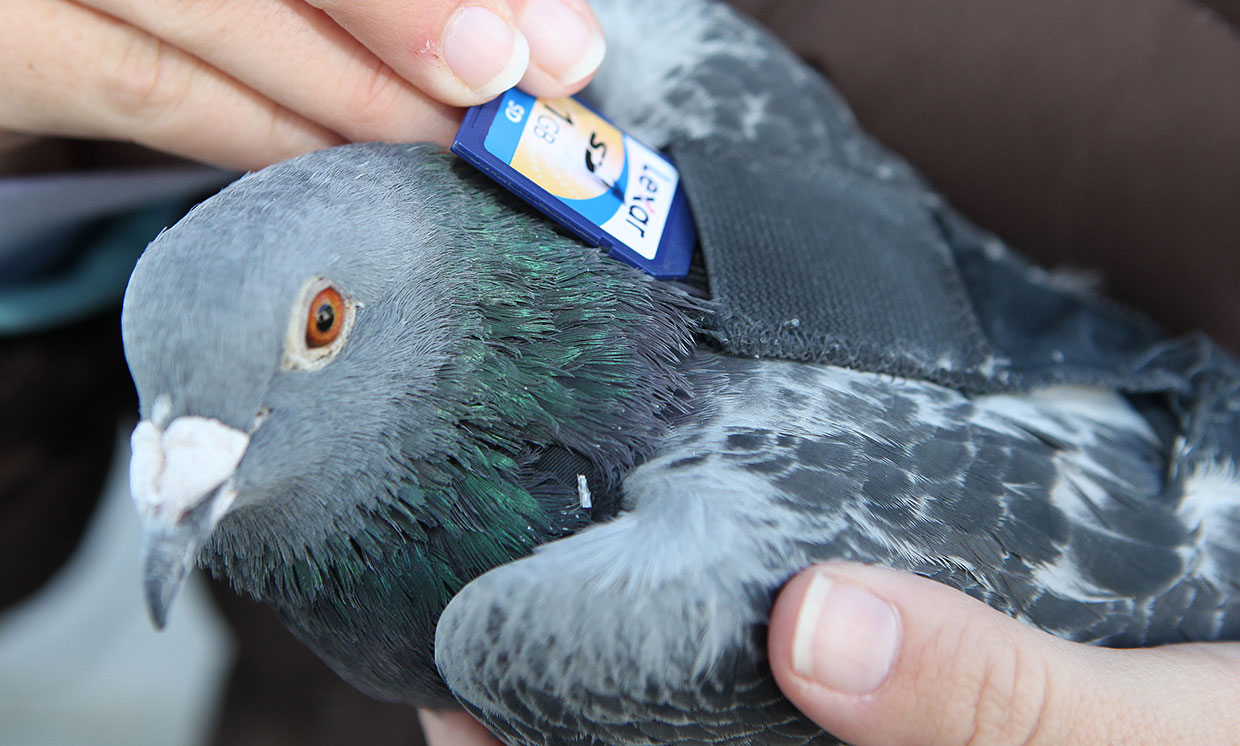 Обратите внимание на почтовых голубей: возможности этой технологии удивительны - 4