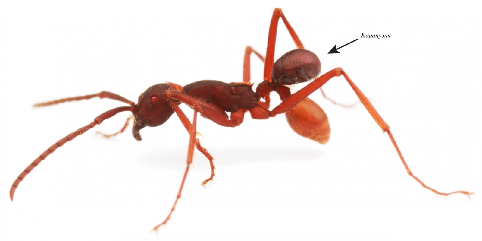 Карапузик верхом на муравье: 100 миллионов лет мирмекофилии - 1