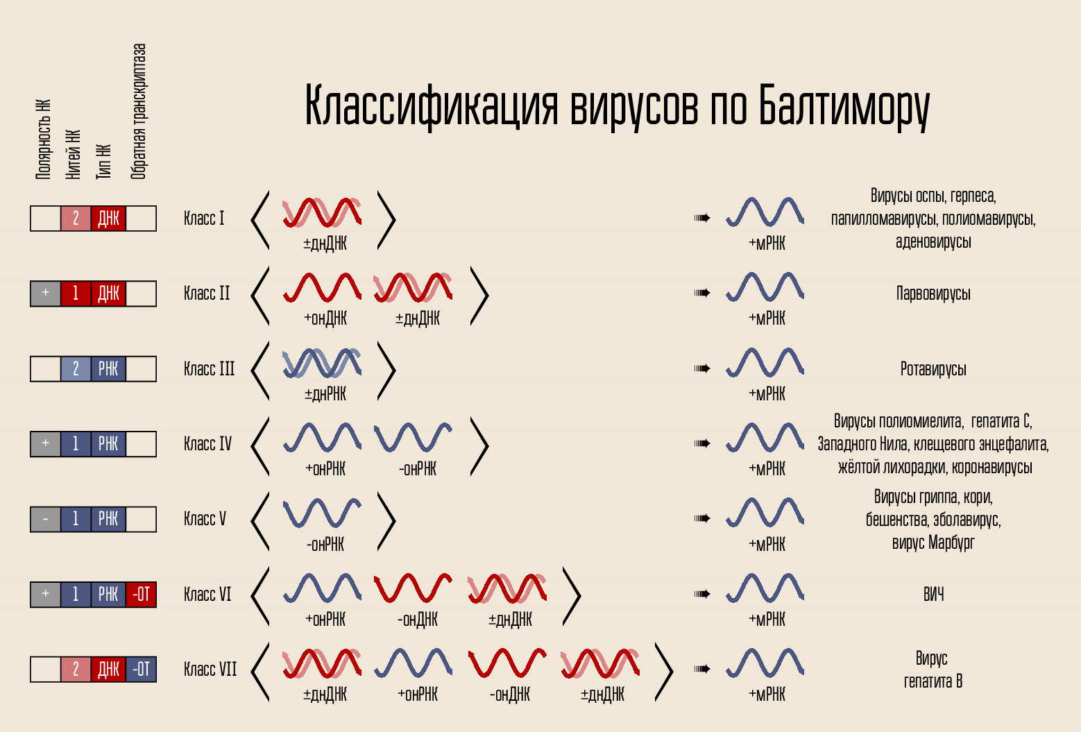 Гепатит С: «ласковый убийца» - 1