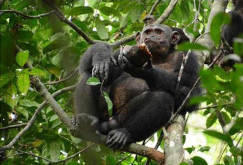 Они умнеют на глазах: шимпанзе научились разбивать панцири черепах