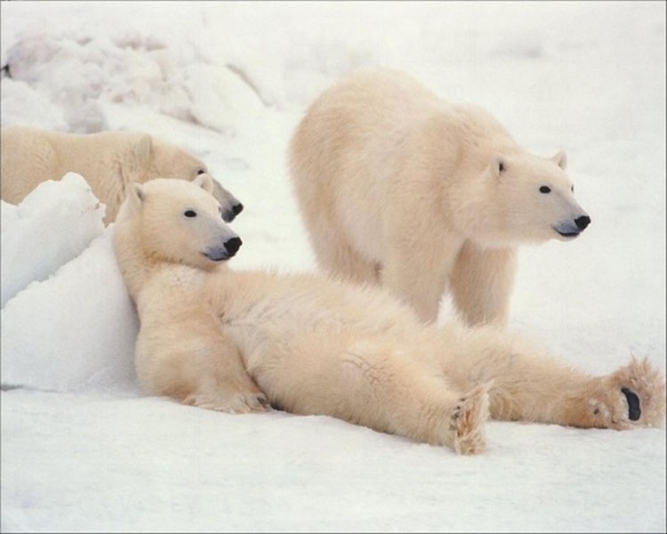 Мех полярных медведей подсказал идею теплоизолятора с наилучшими свойствами
