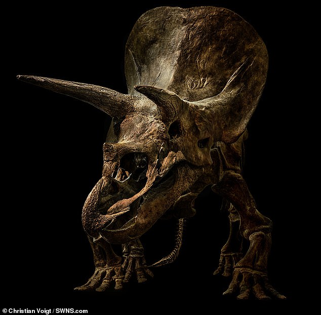 Потрясающая подборка фотографий скелетов динозавров «взорвала» Сеть