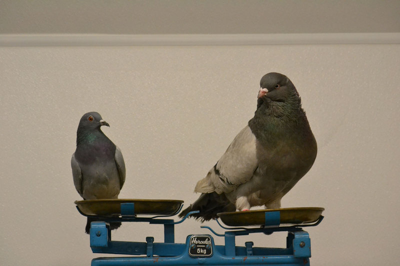 Как возникают виды: жившие на разных голубях вши оказались не способны к сексу