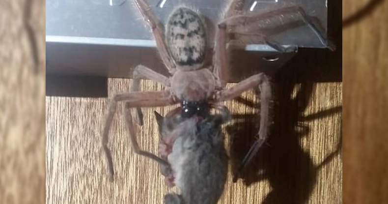 Австралийский паук сожрал целого опоссума: хищная натура