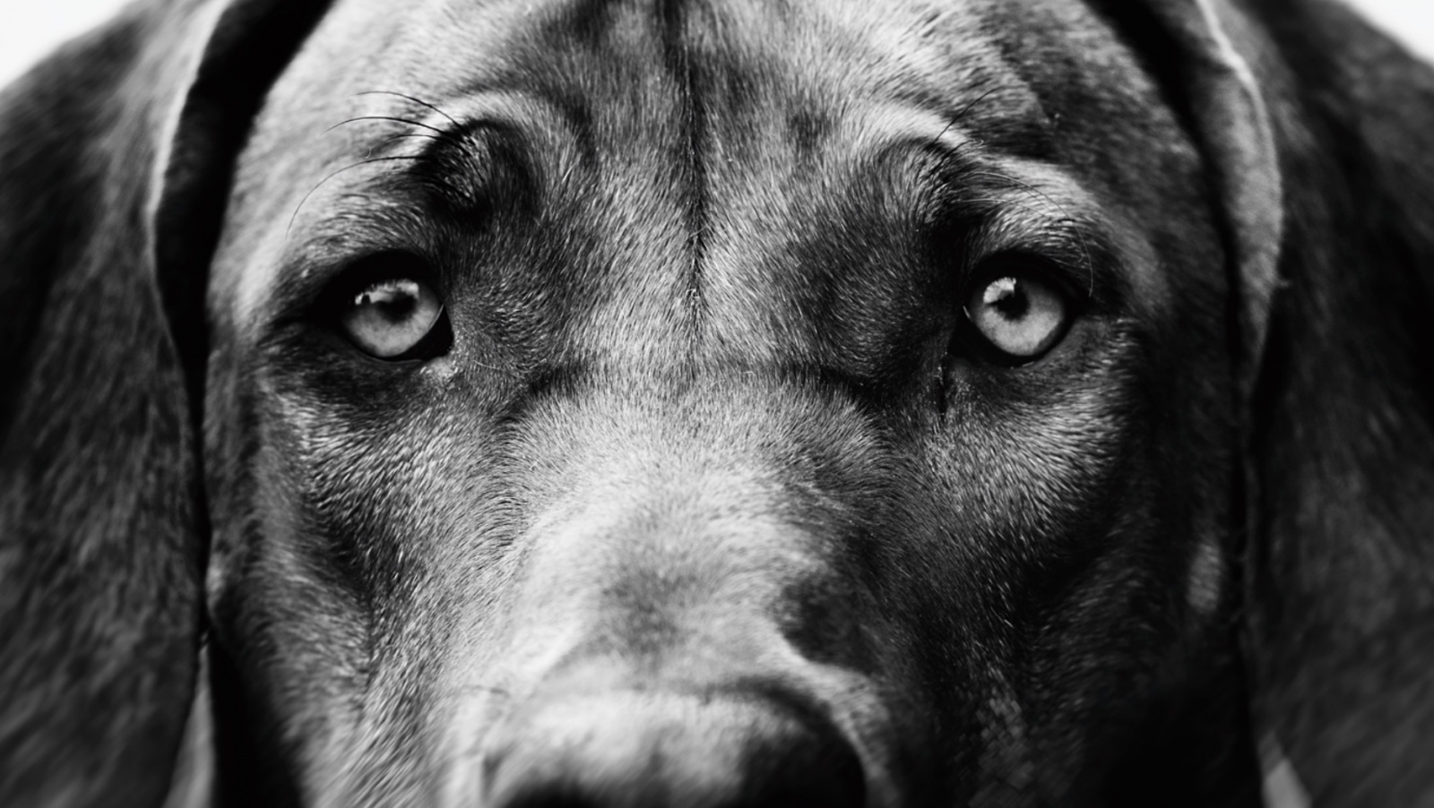 «Щенячьи глазки»: 30 000 лет коэволюции собаки и человека - 1