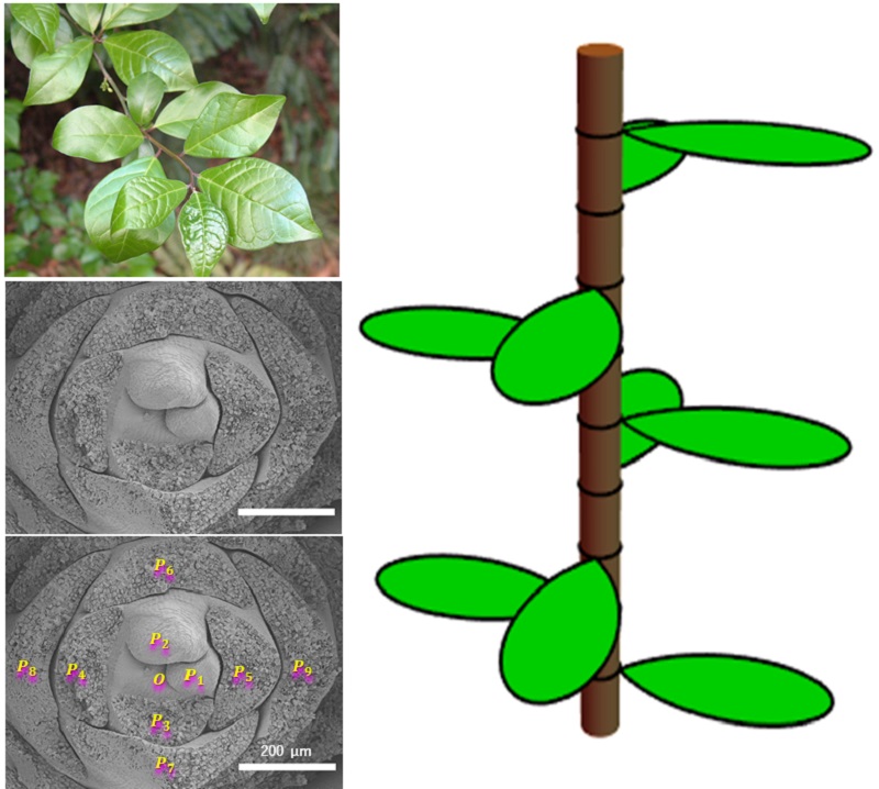 Математика листьев: как один необычный куст изменил уравнение модели роста растений - 1