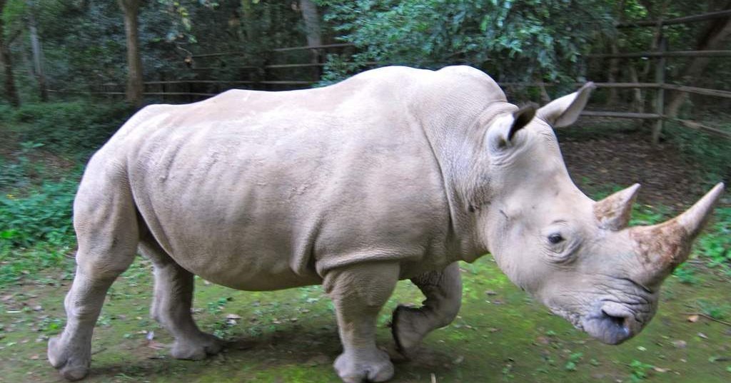 У носорогов появится суррогатное материнство