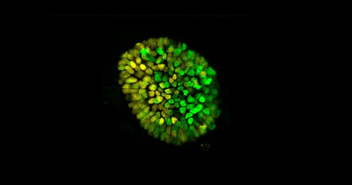 Ученые создали искусственный эмбрион человека из стволовых клеток