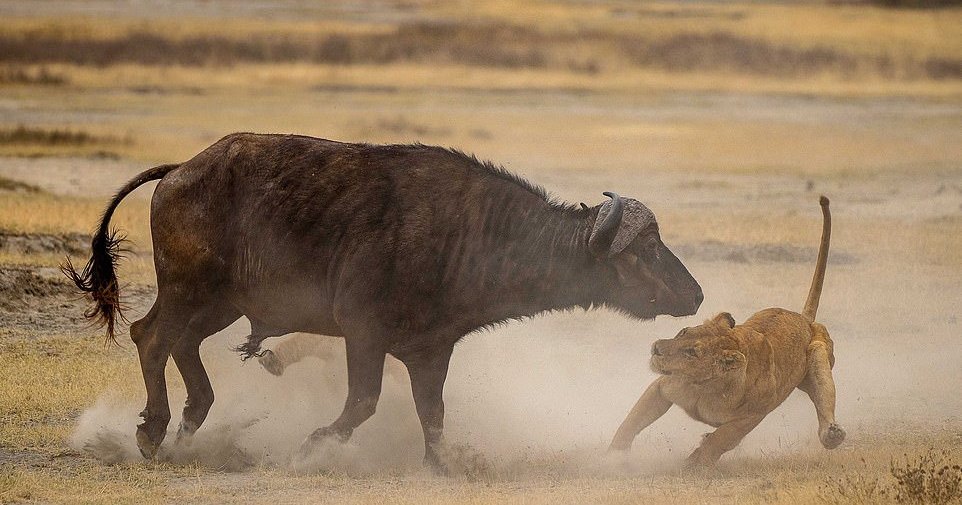 Львы против буйвола: смертельная схватка