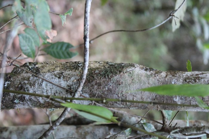 Найдите геккона на фотографии: искусство маскировки