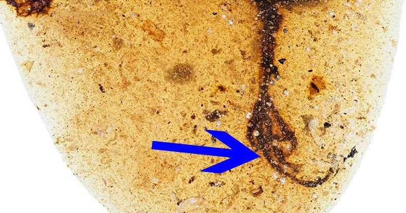 В янтаре обнаружили загадочную конечность неизвестного существа