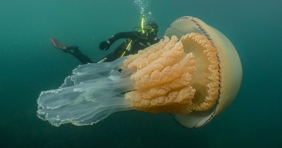 Колоссальная медуза обнаружена близ побережья Великобритании