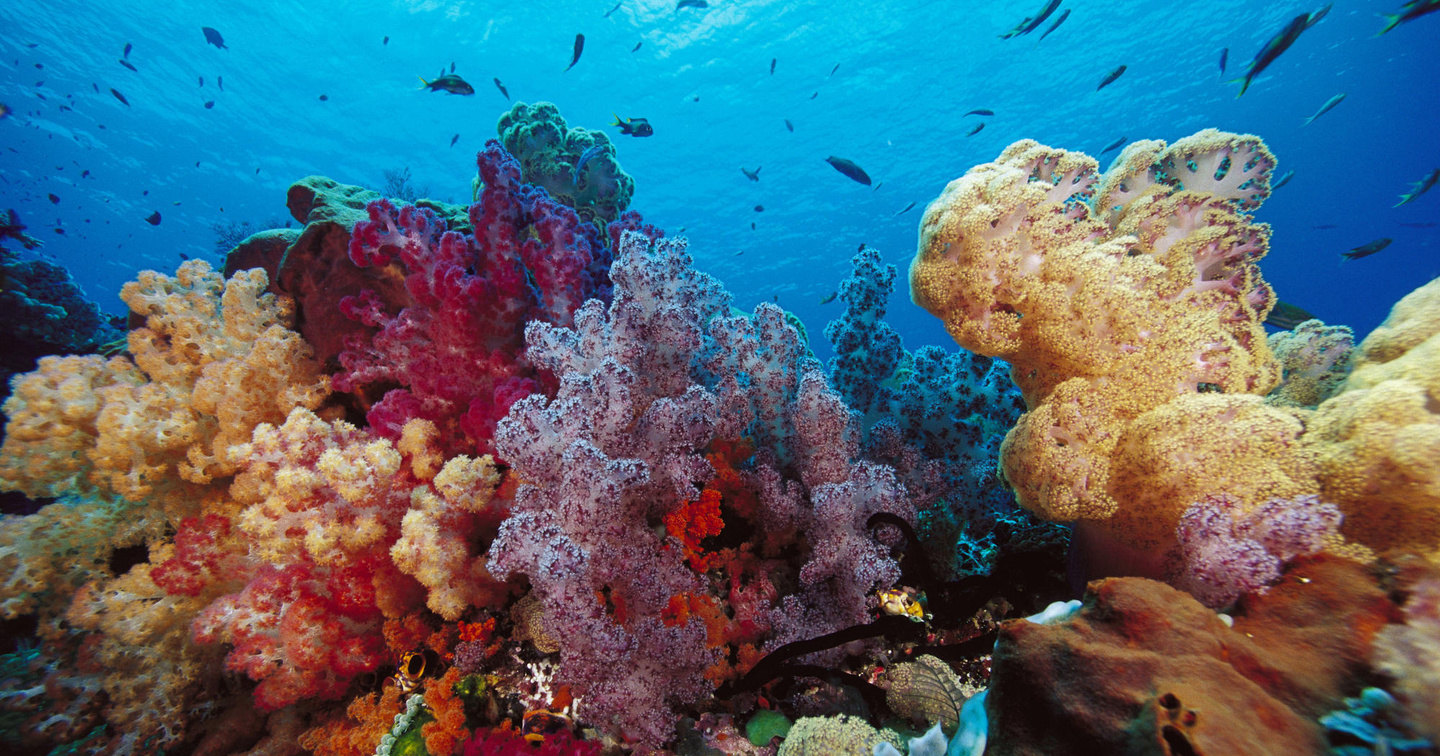 Наши фекалии и нечистоты убивают кораллы