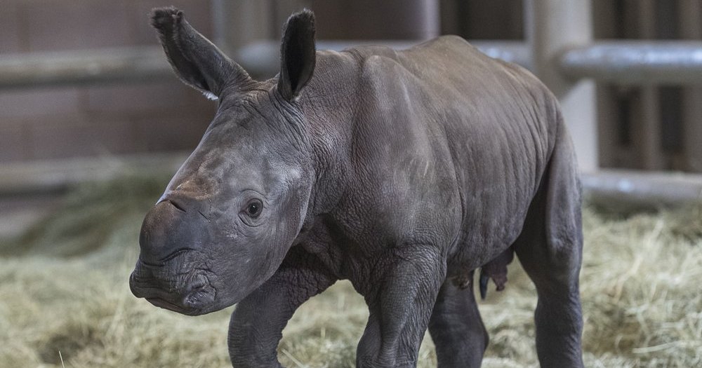 Биологи сделали важный шаг к спасению почти вымершего носорога