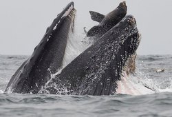 Горбатый кит поймал в пасть морского льва: редчайшее фото