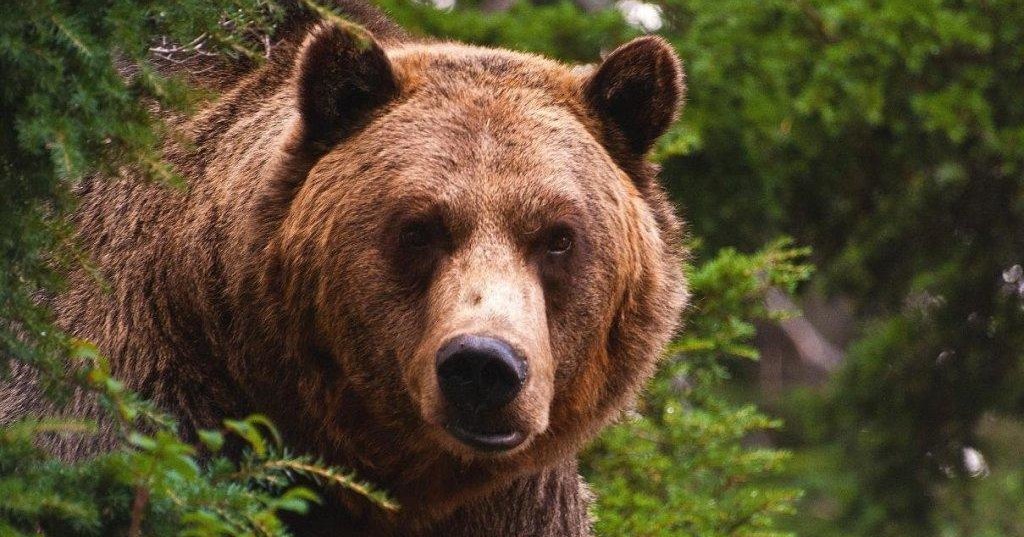 Рычавшая на медведя пенсионерка заговорит через 10 дней