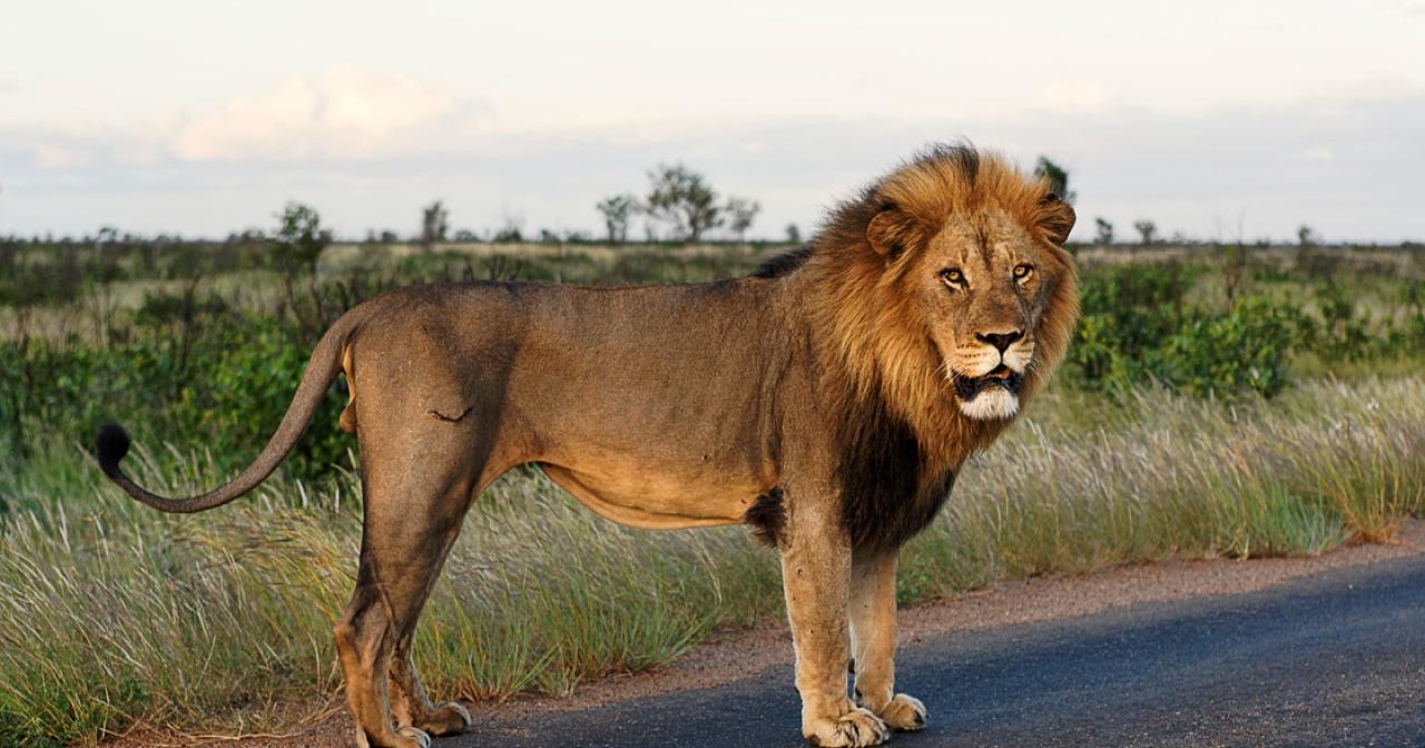 В ЮАР лев охотился на антилопу прямо на шоссе