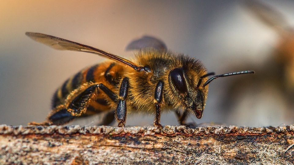 Про пчёл-гедонистов, то, как люди заставляют их работать и дроны - 3