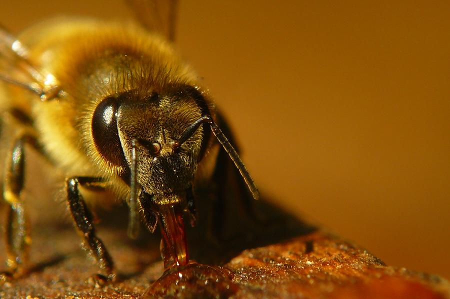 Про пчёл-гедонистов, то, как люди заставляют их работать и дроны - 4