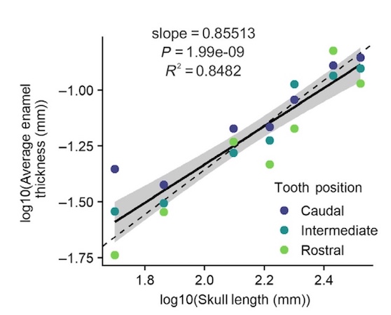 Зубная фея тут не работает: структура эмали зубов крокодилов и их доисторических предков - 10