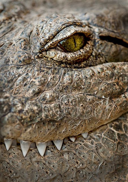 Зубная фея тут не работает: структура эмали зубов крокодилов и их доисторических предков - 3