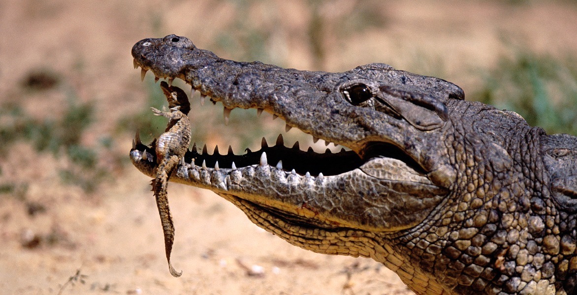 Зубная фея тут не работает: структура эмали зубов крокодилов и их доисторических предков - 4