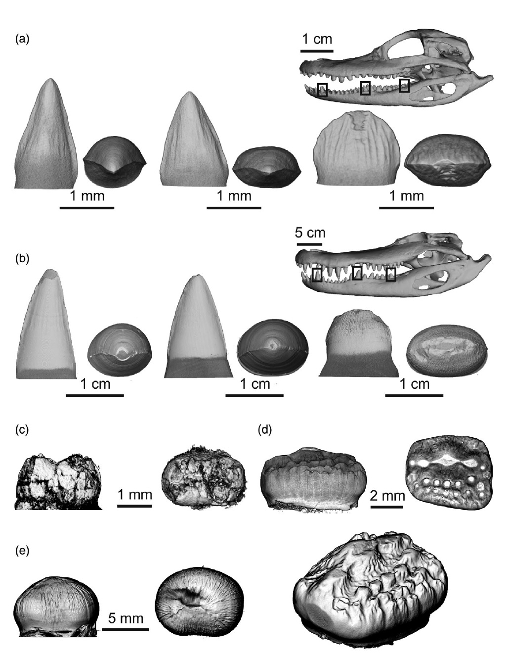 Зубная фея тут не работает: структура эмали зубов крокодилов и их доисторических предков - 6