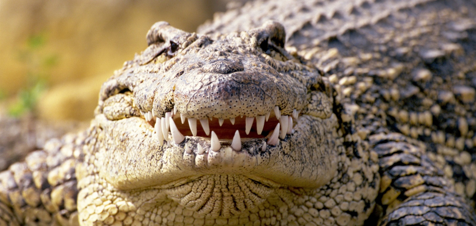 Зубная фея тут не работает: структура эмали зубов крокодилов и их доисторических предков - 1