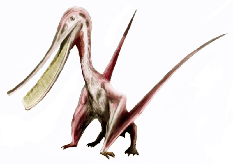 В какашках птерозавров нашлись фораминиферы