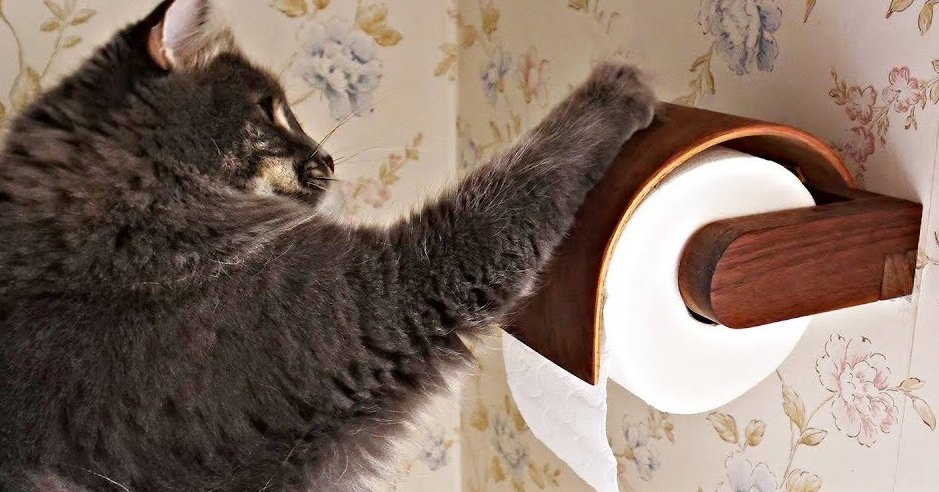 Рамка для туалетной бумаги с защитой от животных своими руками