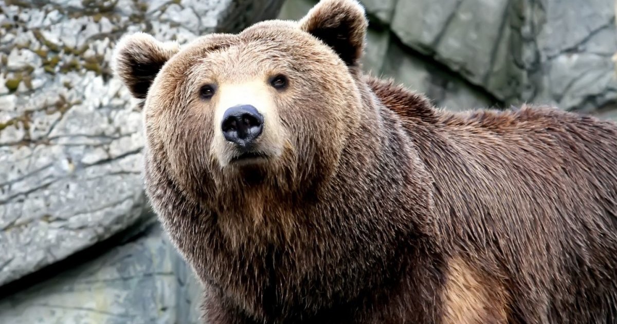 Якутский медведь убил экс-депутата